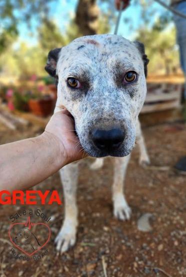 greya simil lupetta di 18 mesi Foto 3